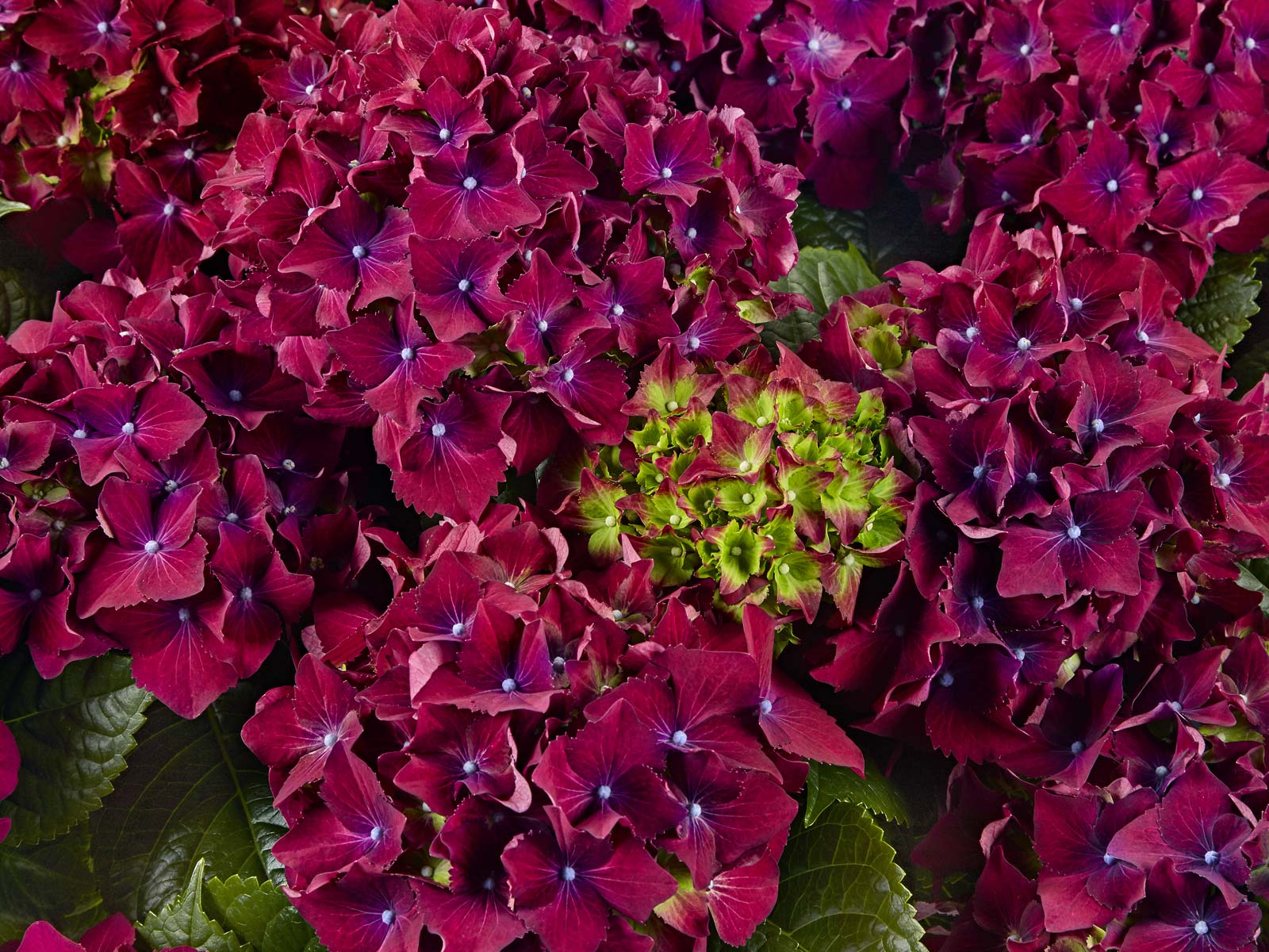 Royal Red Purple