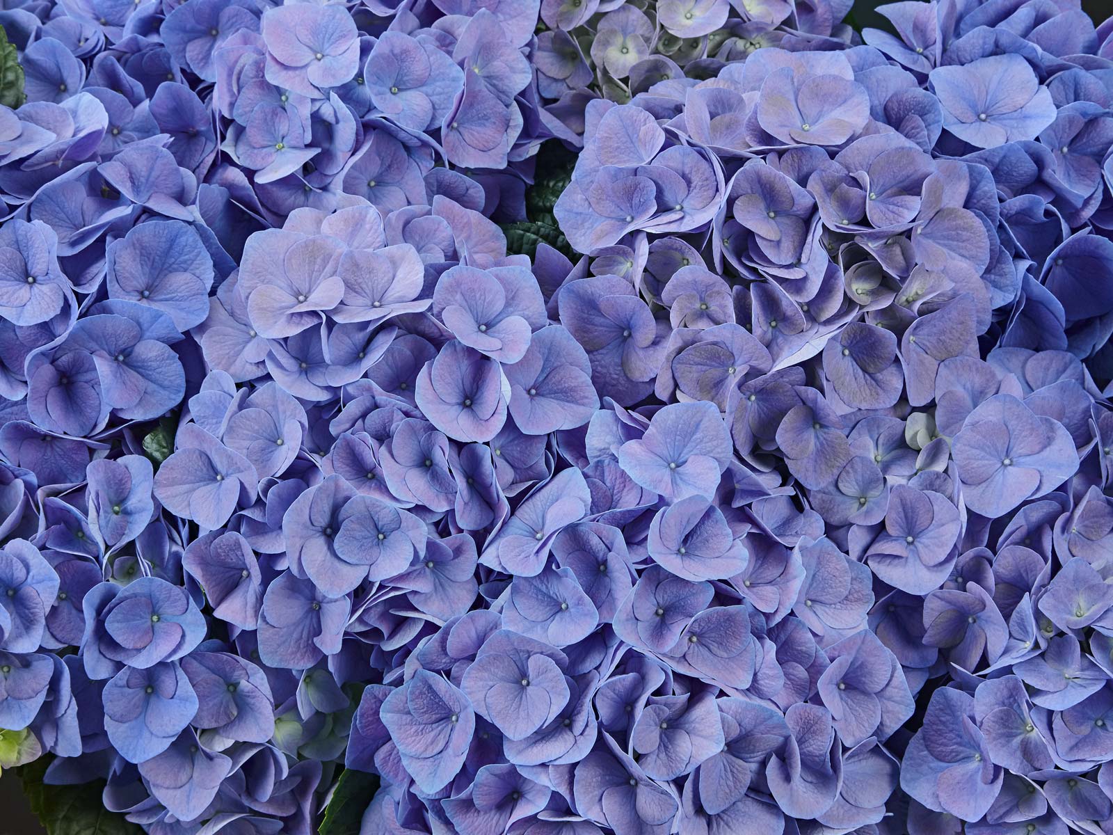 Sarena Blue