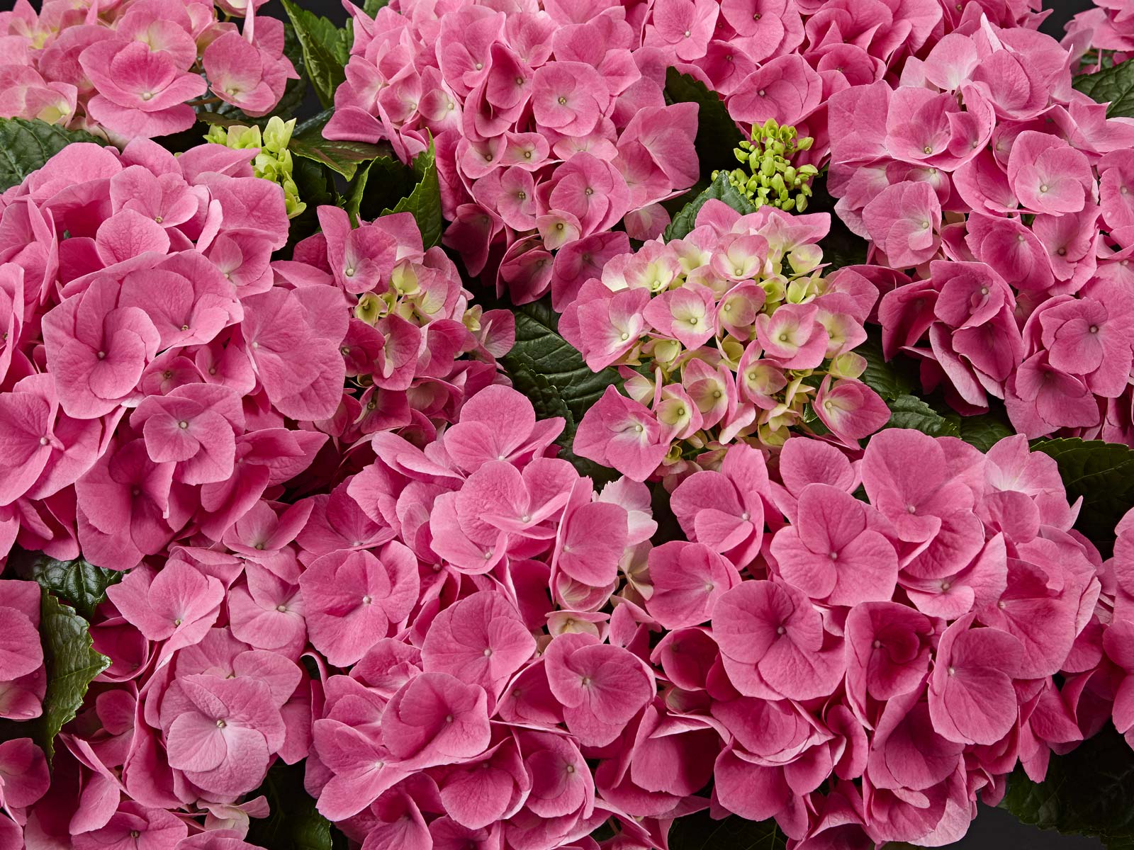 Sarena Pink