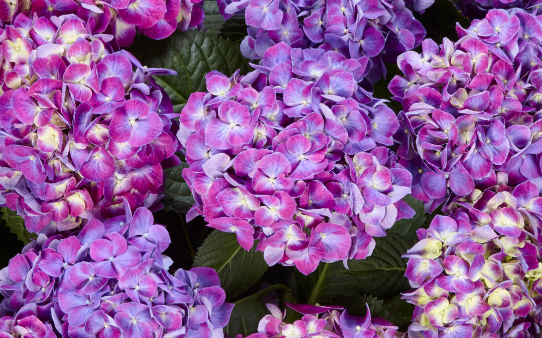 Serenity Purple